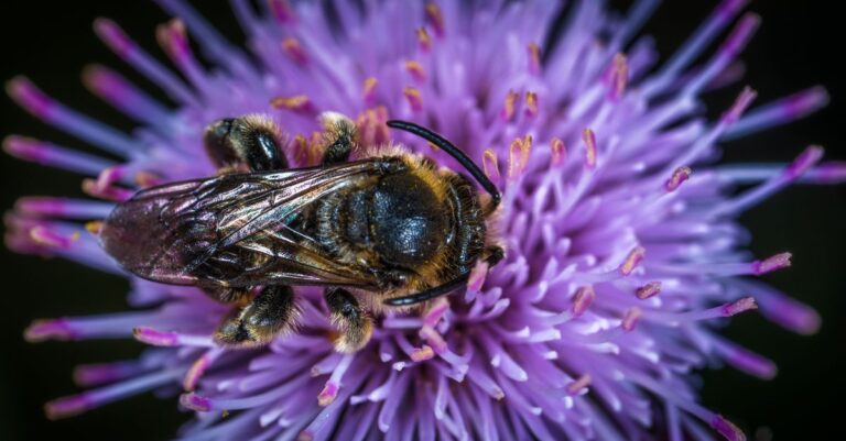 finastra sells core banking - Macro shot of a honeybee on a vibrant purple flower collecting pollen outdoors.