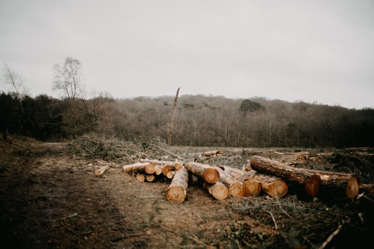 deforestation proposal - a pile of logs sitting in the middle of a forest