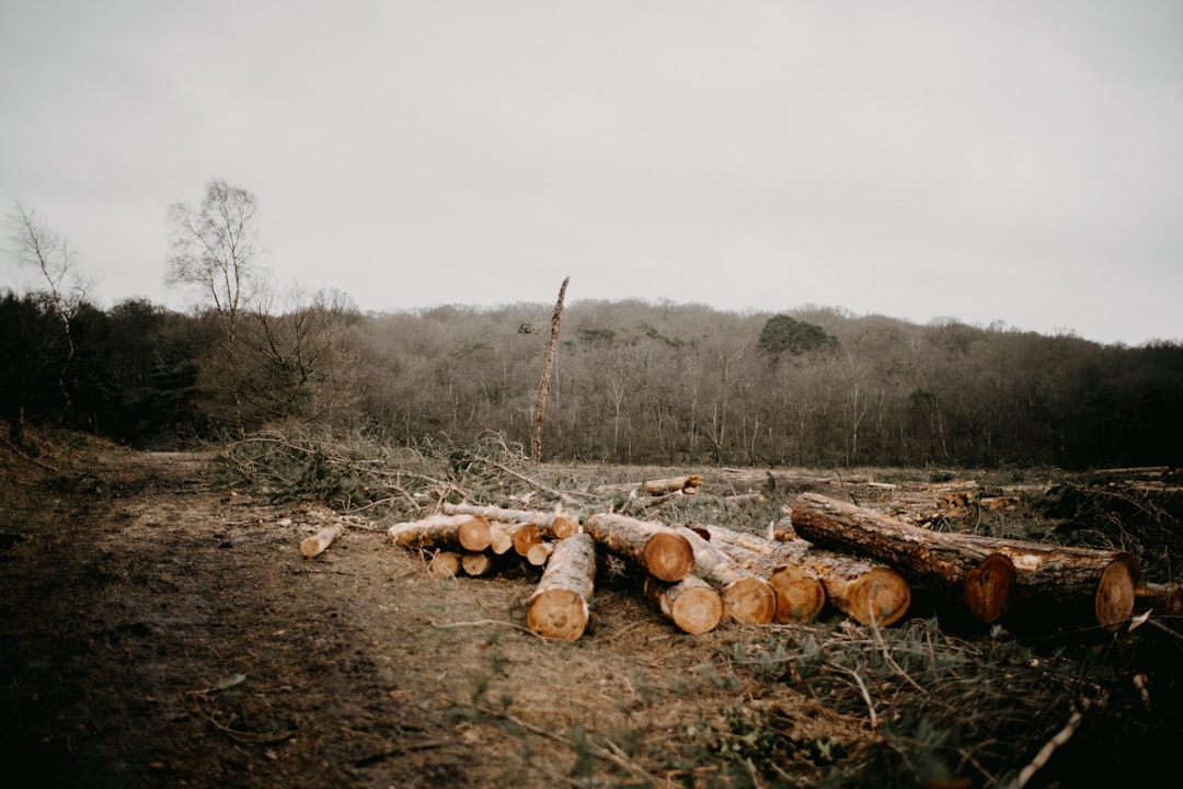 deforestation proposal - a pile of logs sitting in the middle of a forest
