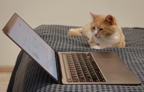 strategy sells mstr - orange and white cat on macbook pro
