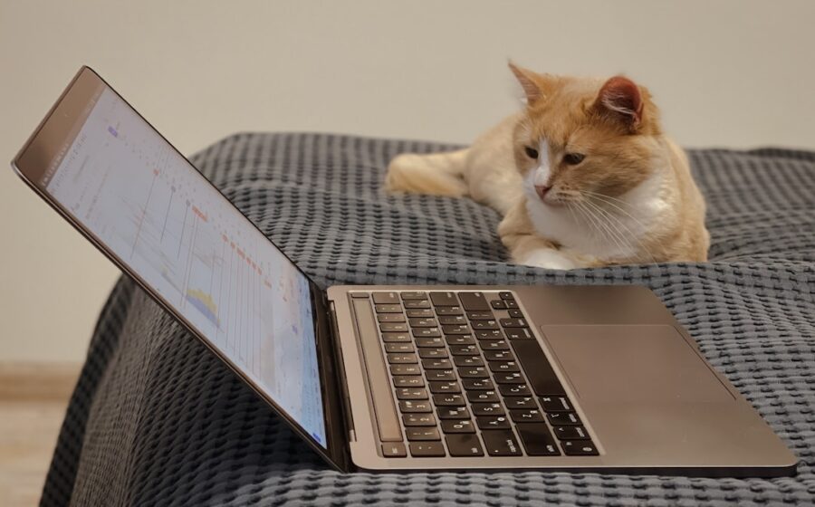 strategy sells mstr - orange and white cat on macbook pro