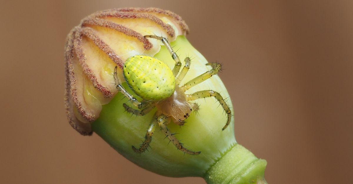 ai content licensing - Detailed macro shot of a green spider perched on a flower bud against a blurred background.