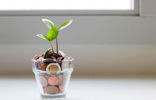 prevent family drama - green plant in clear glass cup